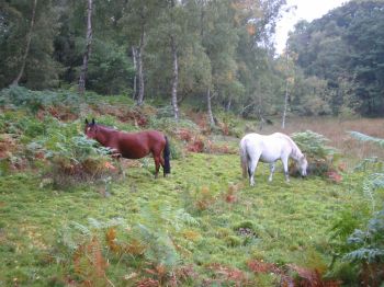 new forest pony's